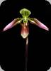 Paph. hainanense